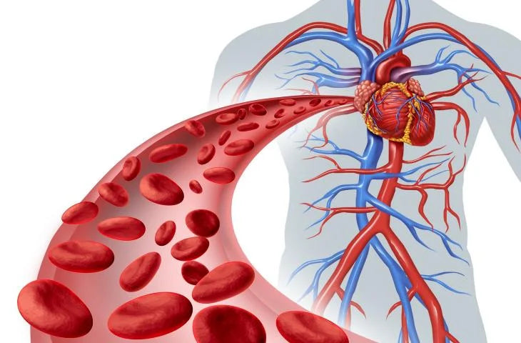 Detailed illustration showing blood circulation with a central heart from which arteries and veins branch, and an enlargement of a blood vessel with red blood cells.